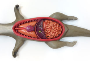 Anatomic Interactive Model Otter