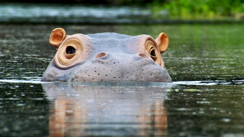 Spy in the Wild - Hippo afloat